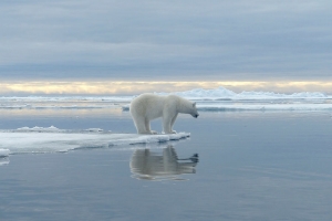 La longue marche des ours polaires