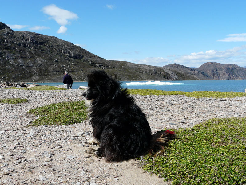 Nunavut, chien cherchant l'ours polaire