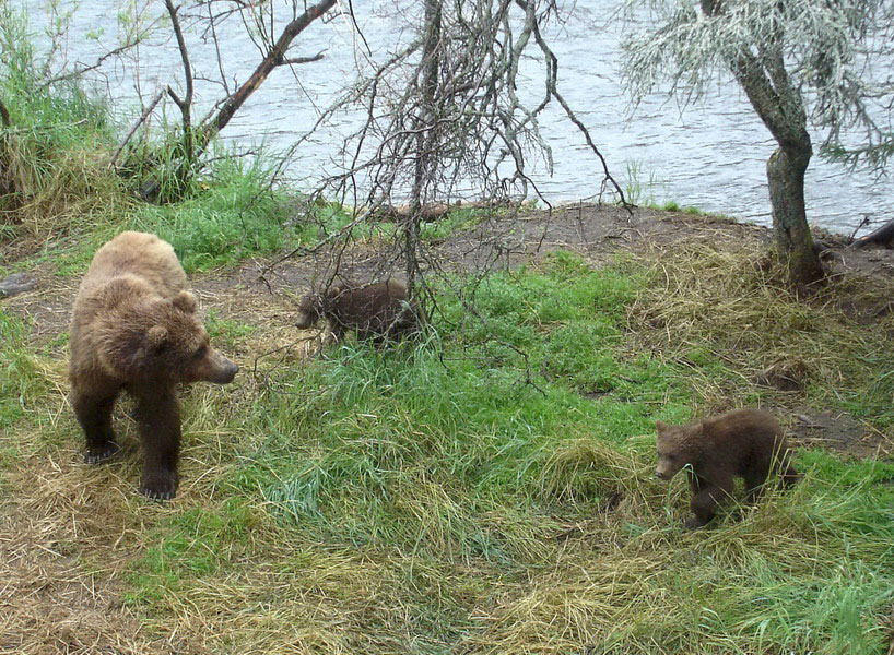 Alaska, Katmai National Park: Ours grizzli aux chutes de la rivière Brooks